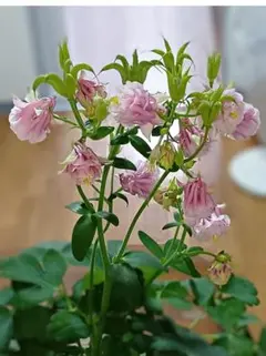 オルレア　ニゲラ種　花種　オルレア　桃色たんぽぽ　スカピオサ　ニゲラ　オルレア種 オルレア ニゲラ種 花種 オルレア 桃色たんぽぽ スカピオサ ニゲラ