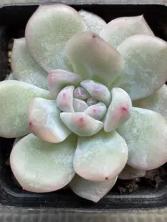 期間限定販売 子持ち蓮華錦 鏡花 オロスタキス 抜き苗 斑入り 多肉植物