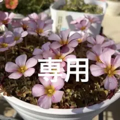 mimaro様 リクエスト 2点 まとめ商品