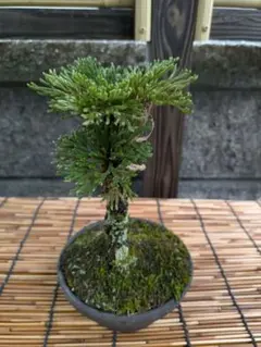 岩松 イワヒバ 高山植物 陶器鉢付 - メルカリ