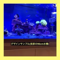 2026年最新】ライブロック 海水魚の人気アイテム - メルカリ