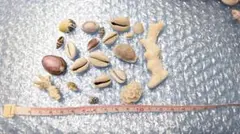 タカラガイ、小さな貝殻、サンゴのセット