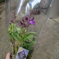 あさぎり様 リクエスト 3点 まとめ商品