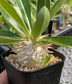 H*9様 Pachypodium enigmaticum パキポディウム　エニグのサムネイル