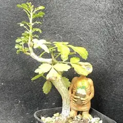 塊根植物　ブルセラ　スコレッチテンダリ 塊根植物 ブルセラ スコレッチテンダリ - メルカリ