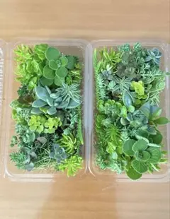 多肉植物セダムカット約50g詰め合わせ