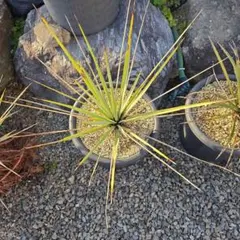 2026年最新】ユッカリギダの人気アイテム - メルカリ