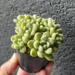 か*！様 おもち　抜き苗　つぶつぶ屋さん苗