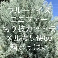 ブルーアイス　コニファー♪切り枝カット枝　メルカリ便80 生花