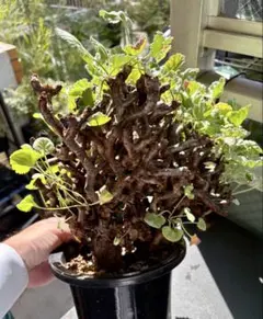 や*ろ様 【大型極美株】ペラルゴニウム ミラビレ 現地球（発根済）塊根植物 鉢ののサムネイル