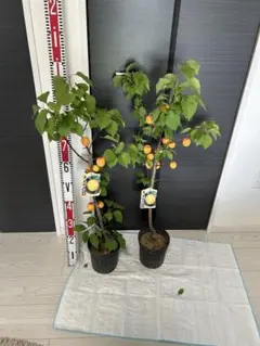 超メルカリ市限定価格　あんず 新潟大実 苗木 2本セット 果樹　実付き あんず 新潟大実 苗木 2本セット 果樹 - メルカリ