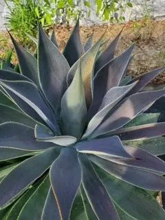 2025年最新】マンガベ レディの人気アイテム - メルカリ