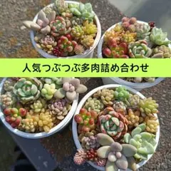 【つぶつぶ多肉詰め合わせ♪】ちまちま寄せに♪カット苗セット+セダムおまけ付き