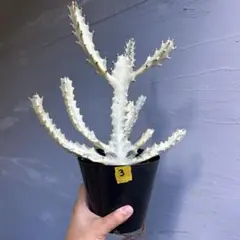 ホワイトゴースト抜き苗 24本まとめ売り ホワイトゴースト抜き苗 24本まとめ売り まとめ売り ホワイト