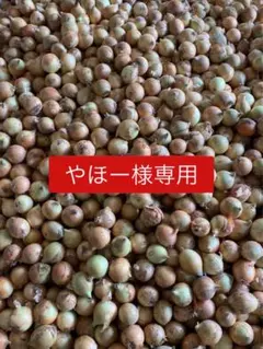 2025年最新】北もみじ2000の人気アイテム - メルカリ