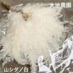 済　mimoza様　ご専用