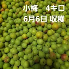 【小梅　約4kg　箱含まない】6-1のサムネイル