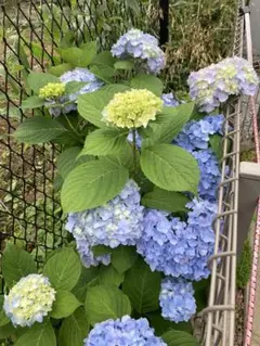 プリンママ様 リクエスト 2点 まとめ商品