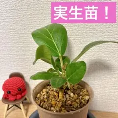 わーちゃん様 リクエスト 2点 まとめ商品