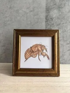 2026年最新】セミの抜け殻の人気アイテム - メルカリ