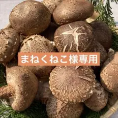 まねくねこ様専用