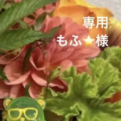 専用ページ もふ⭐同梱50~150円引き様