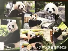 ウエノデパンダ春節祭2026 シャオシャオ レイレイ 良浜 結浜 彩浜 楓浜