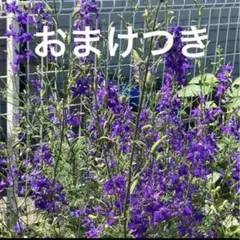 2026年最新】千鳥草 苗の人気アイテム - メルカリ