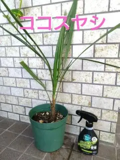 S*n様 ココスヤシシルバーリーフ【極太】葉先170cm幹回り50cm 幹高20 2025年最新】ココスヤシの苗の人気アイテム - メルカリ