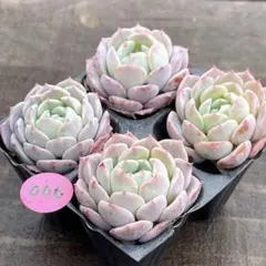 2026年最新】ルナレン多肉植物の人気アイテム - メルカリ