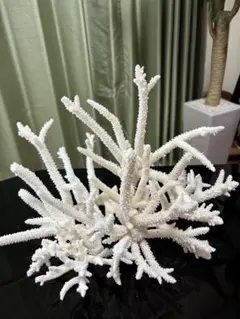 奄美の大きな天然珊瑚 置物 オブジェ ホワイトB 奄美の大きな天然珊瑚 置物 オブジェ ホワイトB - メルカリ