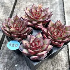 2026年最新】多肉 抜き苗 セットの人気アイテム - メルカリ