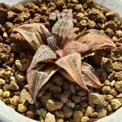 Aztekium アズテキウム 紅籠 サボテン 鉢のまま発送 タグ付き 良株