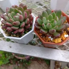 多肉植物 ピンクルルビー♡抜き苗 多肉植物♡ピンクルルビー 抜き苗 - メルカリ