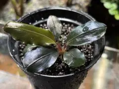 Bucephalandra sp. Murung raya LA813-1 黒 - メルカリ