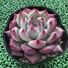 2025年最新】コロラータルーフの人気アイテム - メルカリ