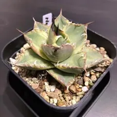 Hideo Ishii様 リクエスト 2点 まとめ商品