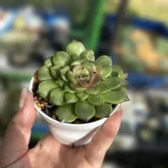多肉植物 エケベリア シンディ