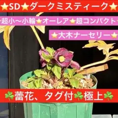 2026年最新】大木ナーセリーの人気アイテム - メルカリ