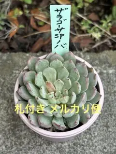 希少・花芽付き・ザラゴーサspノバ ・おらいさん苗 札付きメルカリ発送