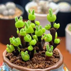 こんどう　モニラリア　種子300粒 Amazon.co.jp: モニラリア モニラニア 種子20粒 多肉植物 育て方説明書