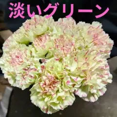 カーネーション モチ 25センチ位 10本❲切り花生花バラ❳