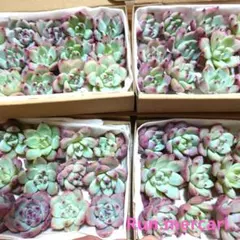 Miiko様 リクエスト 2点 まとめ商品