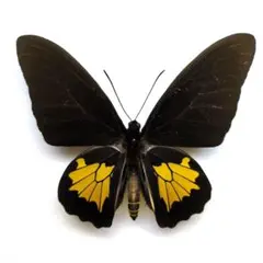 あ*ら様 蝶　標本　波照間のキシタアゲハ 2025年最新】キシタアゲハの人気アイテム - メルカリ