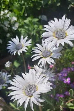 こうにゅうしゃ様専用