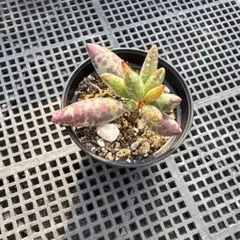 yabico様 リクエスト 3点 まとめ商品