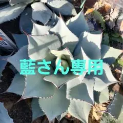 アガベ パリートランカータ 丸葉 大株 No.35 - メルカリ