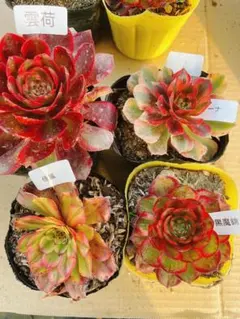 62 多肉植物 アエオニウム 抜き苗 4種セット