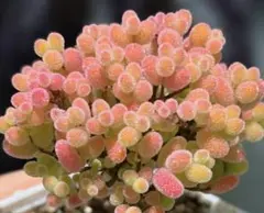 新入荷　新品種　ドロサンテマム　ミカンシューガーボール　多肉植物　I苗のサムネイル