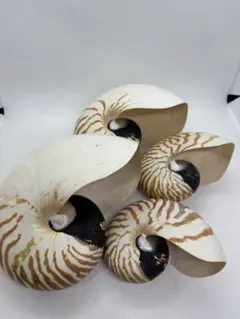 オウムガイ 貝殻 4個セット 特大22cm 大中小 天然貝 標本 インテリア オウムガイ 貝殻 4個セット 特大22cm 大中小 天然貝 標本 インテリア